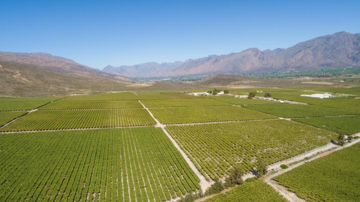 Final 2022/23 South African Table Grape Estimate Predicts Drop in